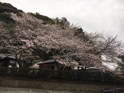 2017桜1.JPG